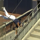 Rays rightfielder Manuel Margot blasts three-run bomb in Game 2 of ALCS and then follows that with this acrobatic catch.